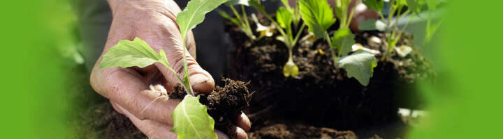 gemueseerde kategorieeinstiegsbanner